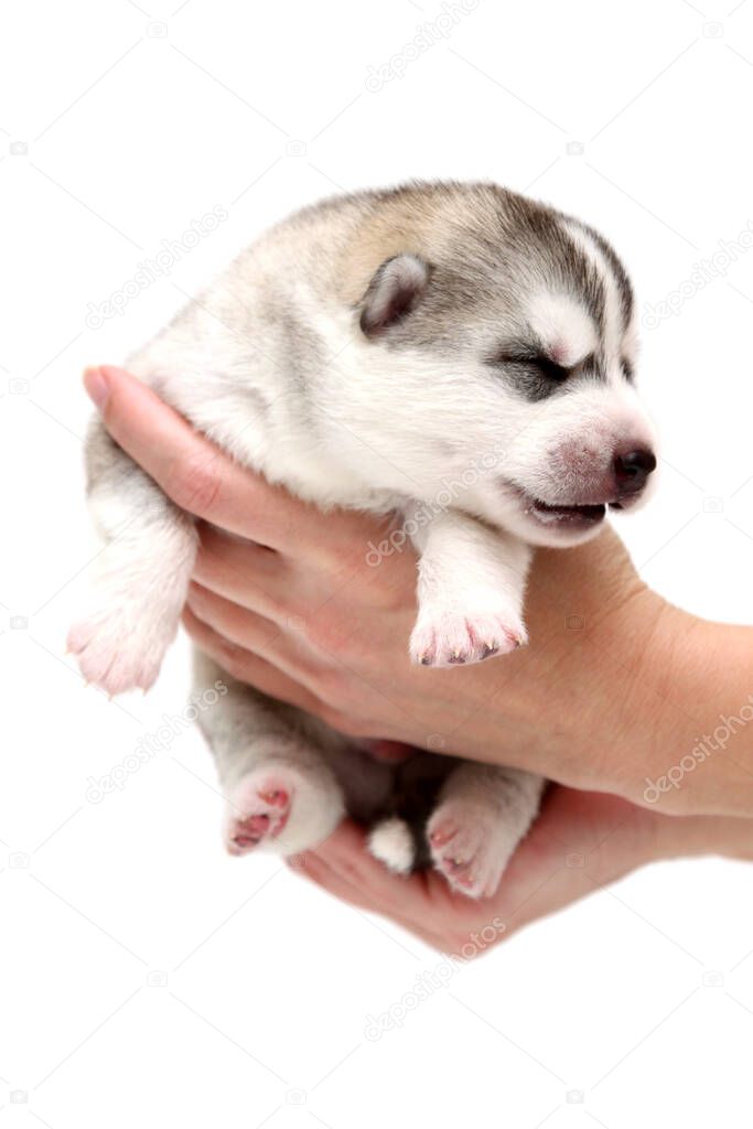 Adorable Siberian Husky puppy in human hands on white background