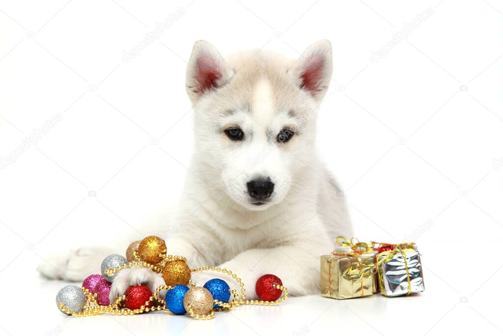 Adorable Siberian Husky puppy with christmas decorations on white background