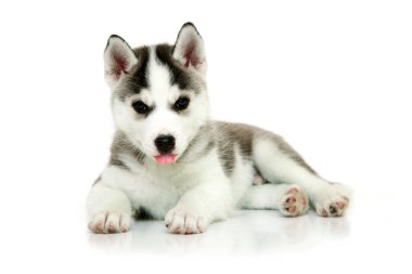 Beyaz arka planda sevimli Sibirya Husky köpeği