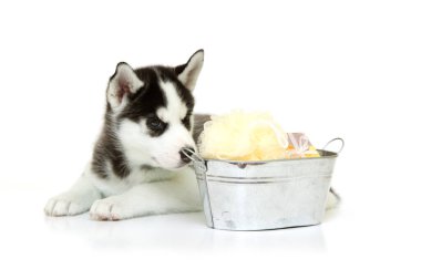 Beyaz arka planda banyo malzemeleri olan sevimli Sibirya Husky köpeği.