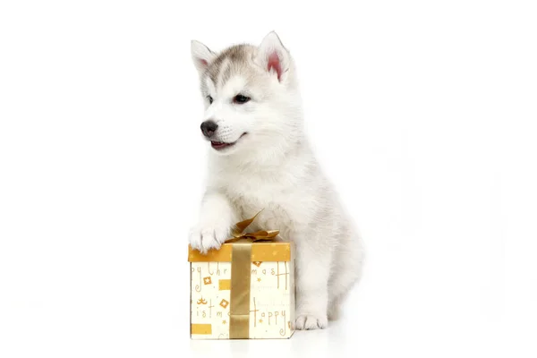 Adorable Cachorro Husky Siberiano Con Caja Actual Sobre Fondo Blanco —  Fotos de Stock