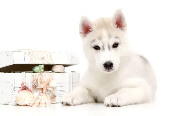 Adorable Siberian Husky Puppy Seashells White Background — Stock Photo, Image