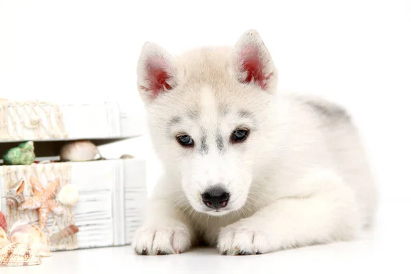 Adorable Siberian Husky Puppy Seashells White Background — Stock Photo, Image