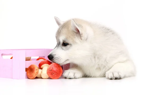 Adorable Siberian Husky Puppy Toy Mushrooms White Background — Stock Photo, Image