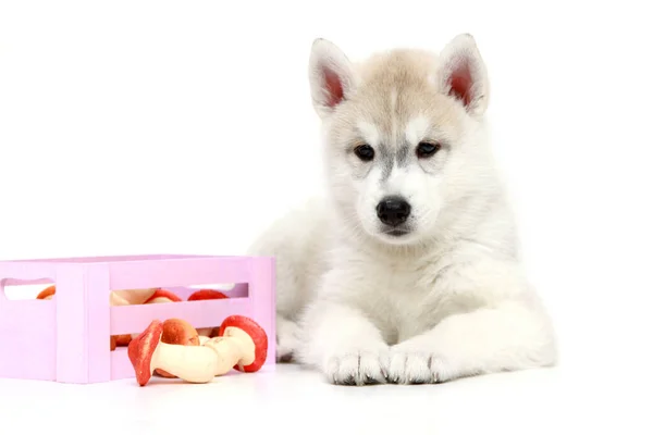 Adorable Cachorro Husky Siberiano Con Setas Juguete Sobre Fondo Blanco — Foto de Stock