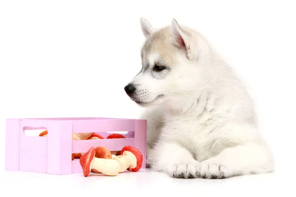 Adorable Cachorro Husky Siberiano Con Setas Juguete Sobre Fondo Blanco — Foto de Stock