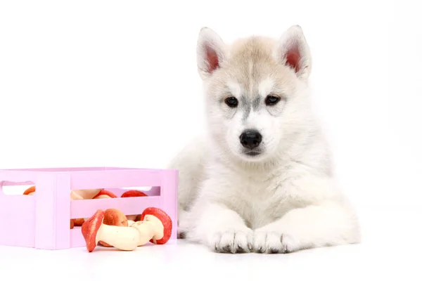 Adorable Siberian Husky Puppy Toy Mushrooms White Background — Stock Photo, Image