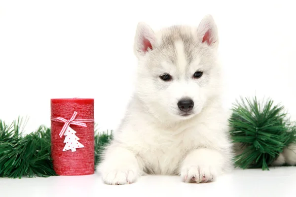 Entzückender Siberian Husky Welpe Mit Weihnachtskerze Auf Weißem Hintergrund — Stockfoto