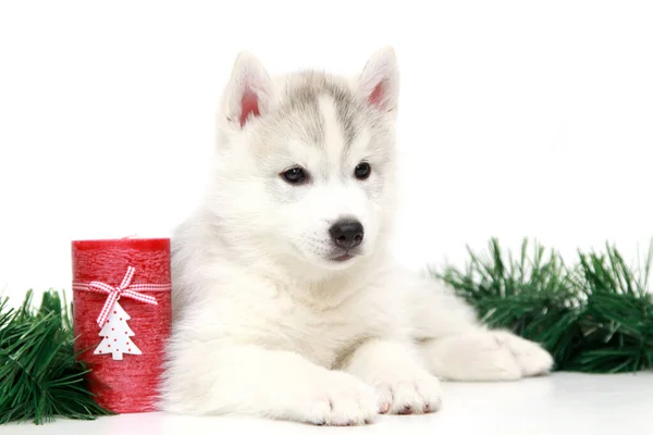 Schattige Siberische Husky Puppy Met Kerstkaars Witte Achtergrond — Stockfoto