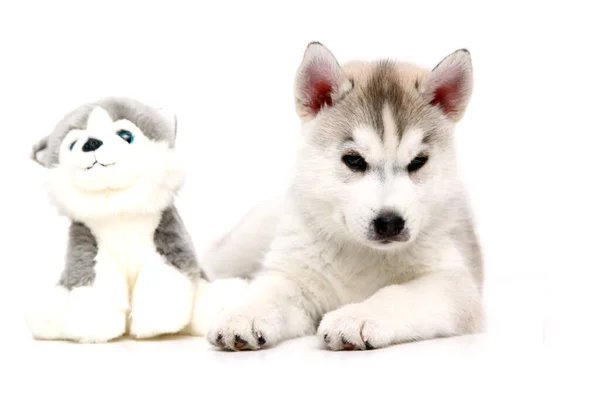 Αξιολάτρευτο Σιβηρίας Husky Κουτάβι Παιχνίδι Λευκό Φόντο — Φωτογραφία Αρχείου