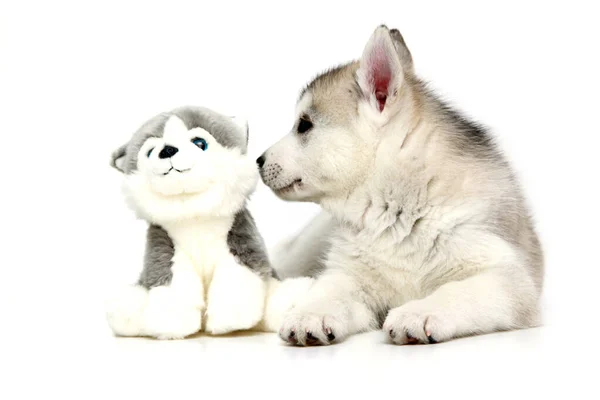 Adorabile Cucciolo Siberiano Husky Con Giocattolo Sfondo Bianco — Foto Stock