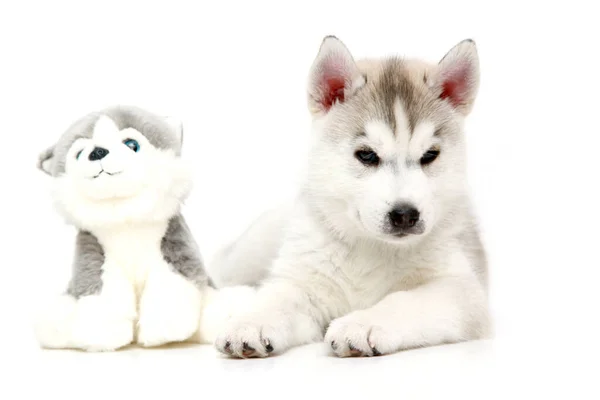 Bedårande Sibirisk Husky Valp Med Leksak Vit Bakgrund — Stockfoto