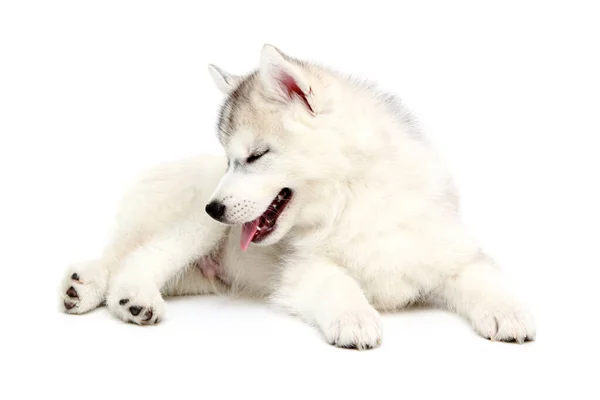 Schattige Siberische Husky Puppy Witte Achtergrond — Stockfoto