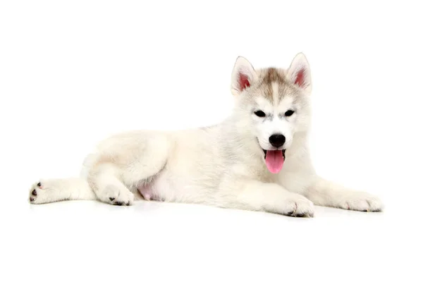 Adorável Siberian Husky Filhote Cachorro Fundo Branco — Fotografia de Stock