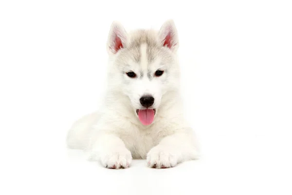 Adorável Siberian Husky Filhote Cachorro Fundo Branco — Fotografia de Stock