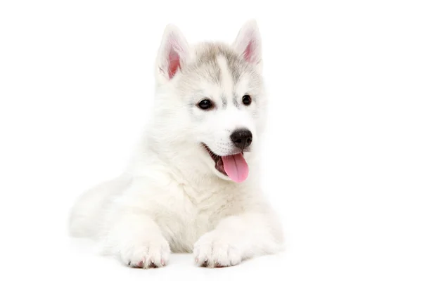 Adorable Cachorro Husky Siberiano Sobre Fondo Blanco —  Fotos de Stock