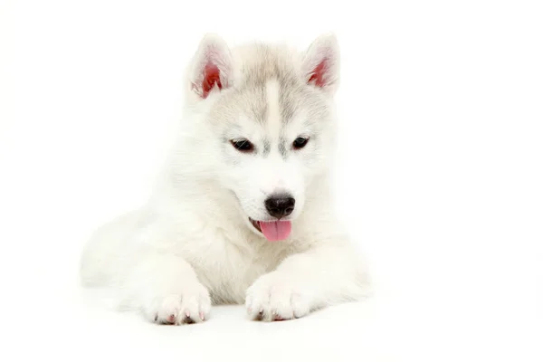 Adorable Cachorro Husky Siberiano Sobre Fondo Blanco —  Fotos de Stock