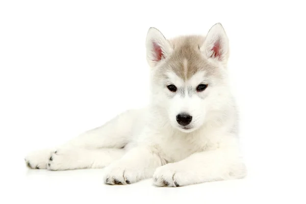 Schattige Siberische Husky Puppy Witte Achtergrond — Stockfoto