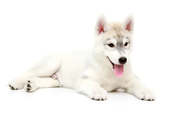 Entzückender Siberian Husky Welpe Auf Weißem Hintergrund — Stockfoto