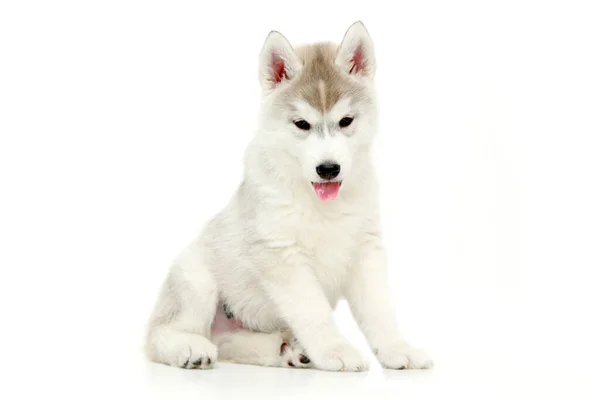 Schattige Siberische Husky Puppy Witte Achtergrond — Stockfoto