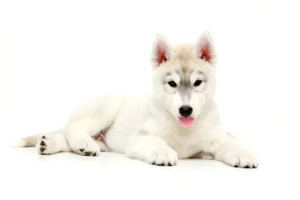 Adorável Siberian Husky Filhote Cachorro Fundo Branco — Fotografia de Stock