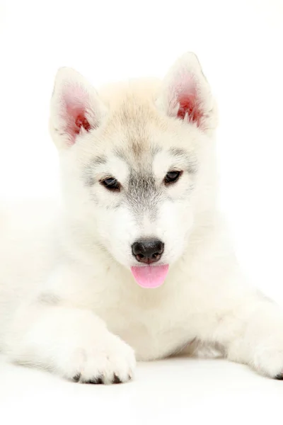 Adorable Cachorro Husky Siberiano Sobre Fondo Blanco —  Fotos de Stock