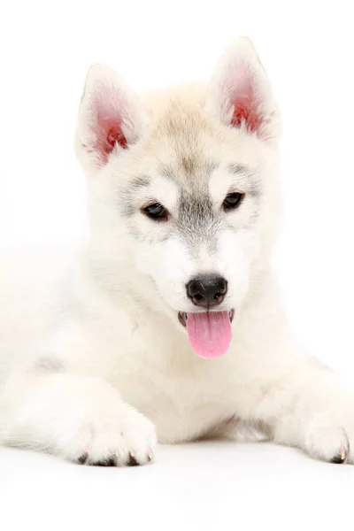 Adorável Siberian Husky Filhote Cachorro Fundo Branco — Fotografia de Stock