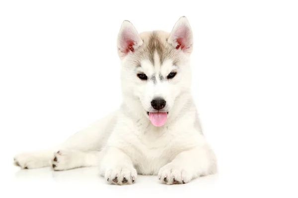 Adorável Siberian Husky Filhote Cachorro Fundo Branco — Fotografia de Stock