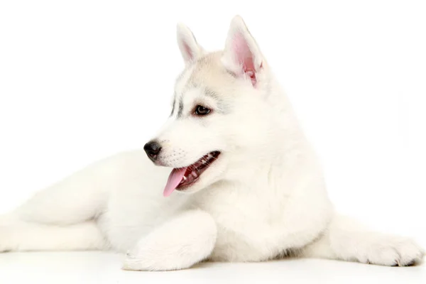 Adorable Chiot Husky Sibérien Sur Fond Blanc — Photo