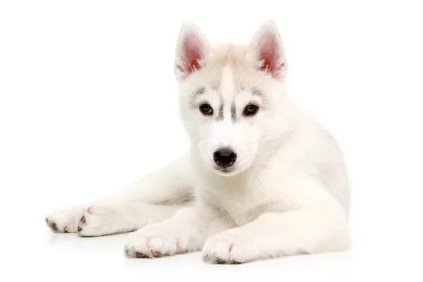 Entzückender Siberian Husky Welpe Auf Weißem Hintergrund — Stockfoto