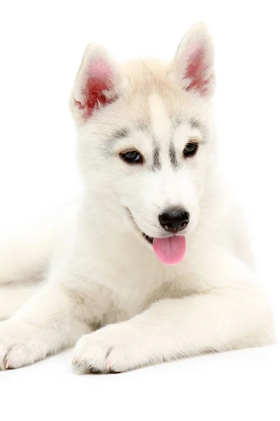 Adorável Siberian Husky Filhote Cachorro Fundo Branco — Fotografia de Stock