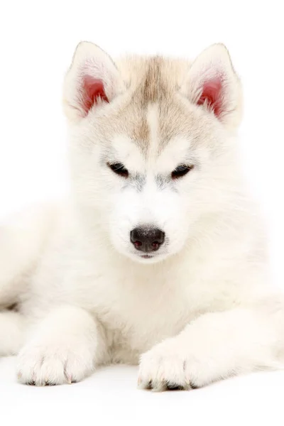 Adorable Cachorro Husky Siberiano Sobre Fondo Blanco —  Fotos de Stock