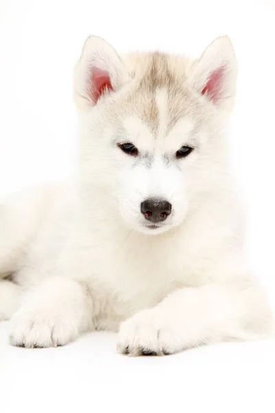 Adorable Cachorro Husky Siberiano Sobre Fondo Blanco —  Fotos de Stock