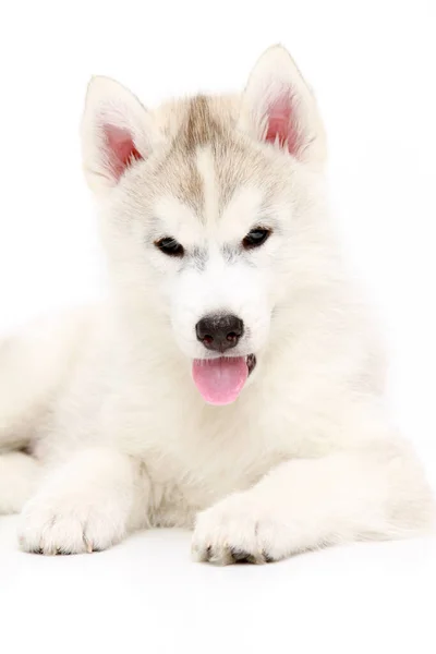 Adorável Siberian Husky Filhote Cachorro Fundo Branco — Fotografia de Stock