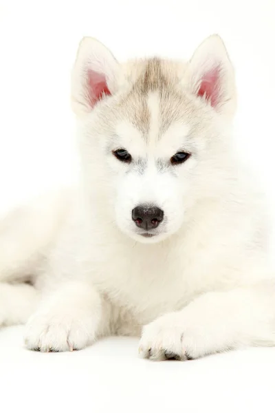 Schattige Siberische Husky Puppy Witte Achtergrond — Stockfoto