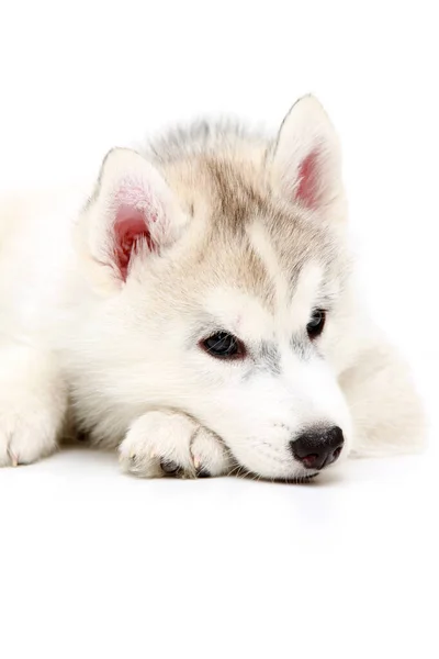 Adorable Cachorro Husky Siberiano Sobre Fondo Blanco —  Fotos de Stock