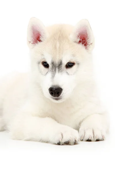 Schattige Siberische Husky Puppy Witte Achtergrond — Stockfoto