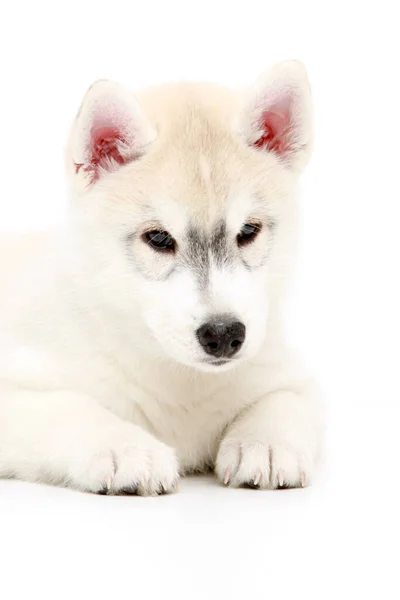 Schattige Siberische Husky Puppy Witte Achtergrond — Stockfoto