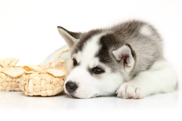 Adorable Siberian Husky Puppy Bast Shoes White Background — Stock Photo, Image