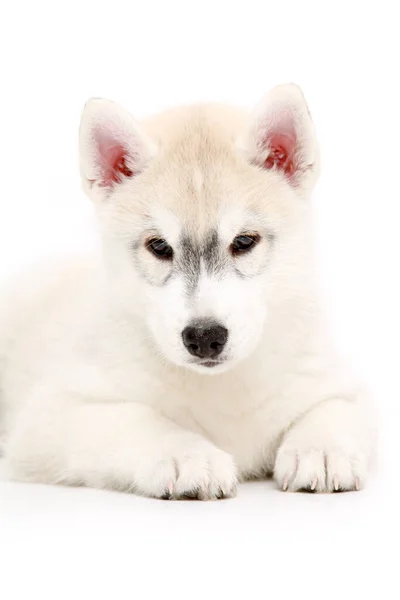 Schattige Siberische Husky Puppy Witte Achtergrond — Stockfoto