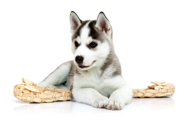 Adorable Siberian Husky Puppy Bast Shoes White Background — Stock Photo, Image