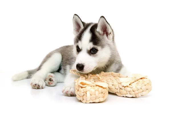 Schattige Siberische Husky Puppy Met Bast Schoenen Witte Achtergrond — Stockfoto