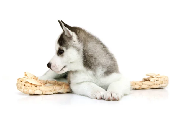 Schattige Siberische Husky Puppy Met Bast Schoenen Witte Achtergrond — Stockfoto