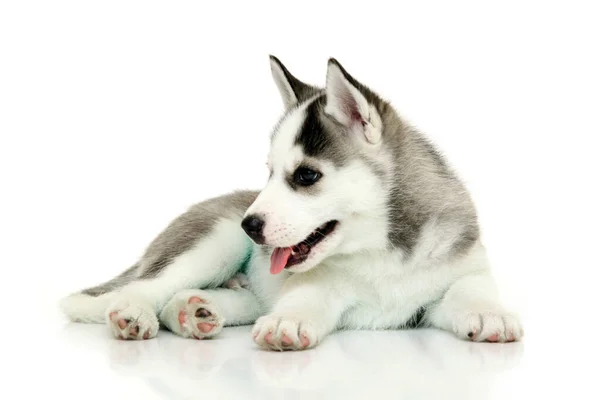 Adorable Chiot Husky Sibérien Sur Fond Blanc — Photo