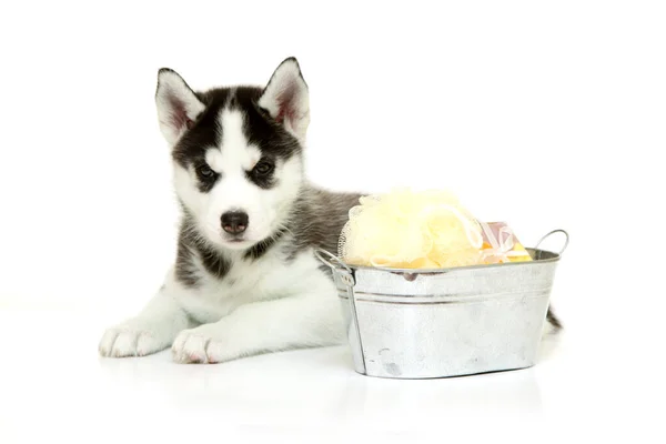 Adorável Cachorro Husky Siberiano Com Suprimentos Banho Fundo Branco — Fotografia de Stock