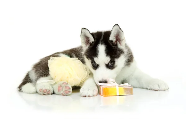 Adorable Siberian Husky Puppy Bath Supplies White Background — Stock Photo, Image