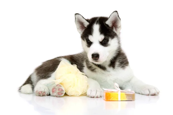 Adorable Cachorro Husky Siberiano Con Suministros Baño Sobre Fondo Blanco — Foto de Stock