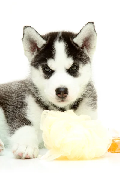 Adorable Cachorro Husky Siberiano Con Suministros Baño Sobre Fondo Blanco — Foto de Stock