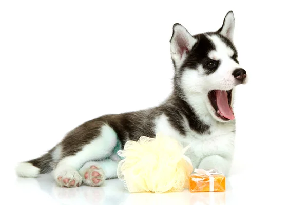 Adorable Cachorro Husky Siberiano Con Suministros Baño Sobre Fondo Blanco — Foto de Stock