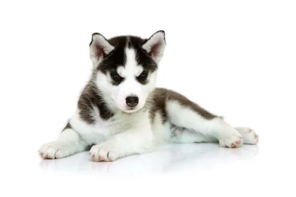 Adorável Siberian Husky Filhote Cachorro Fundo Branco — Fotografia de Stock